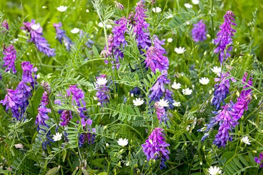 Семена Вики Яровой 1 кг (1196) - фото 5