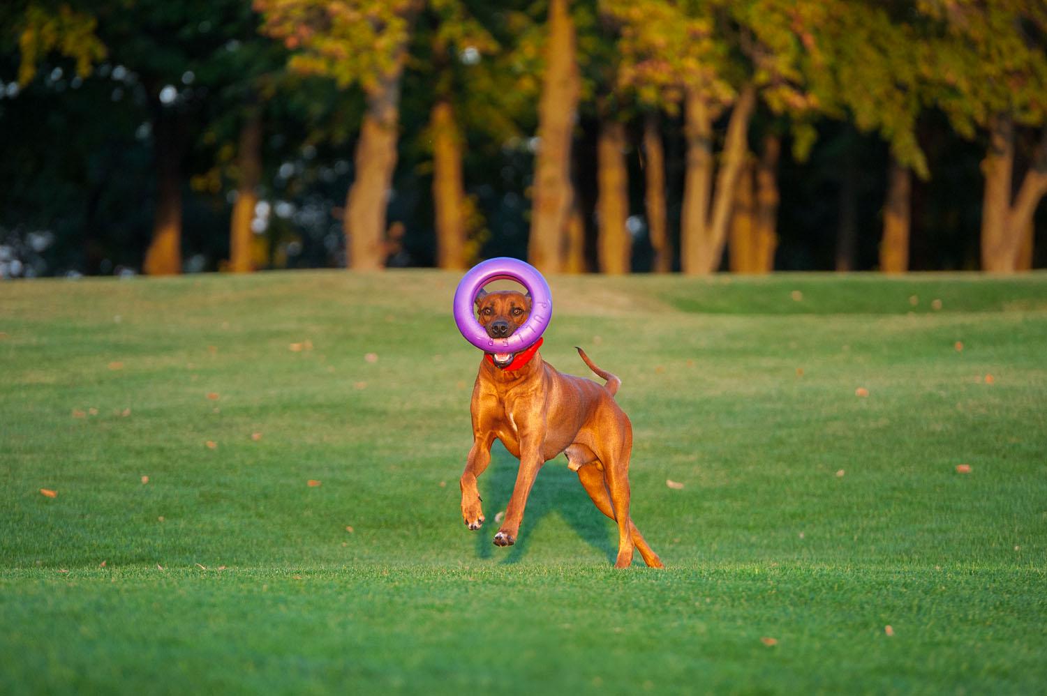 Тренировочный снаряд для собак Puller Maxi 30 см (6492) - фото 4