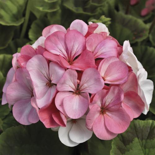 Семена цветов Syngenta Пеларгония Pinto Premium White Rose 50 шт. (BN01667-3)