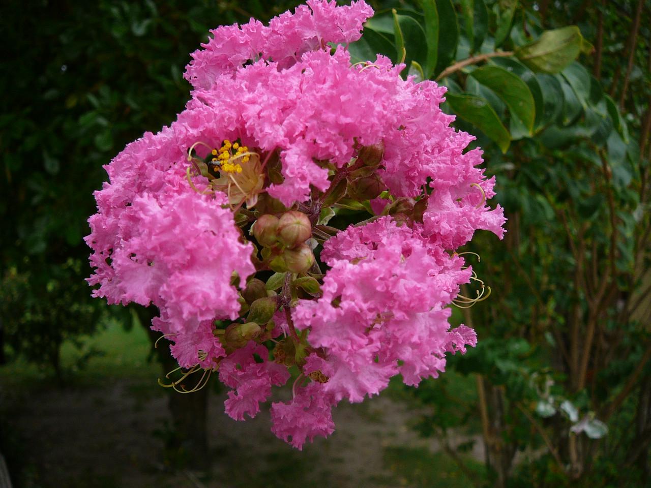 Насіння Лагерстремія індійська Індійський бузок Lagerstroemia indica 5 шт./уп. - фото 3