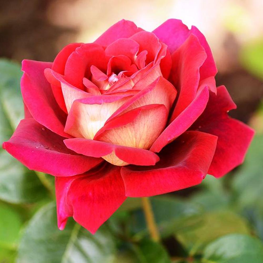 Саджанець чайно гібридних троянд Кроненбург (14965343)