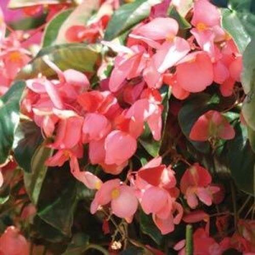 Насіння квітів Бегонія гібридна DRAGON WING PINK PanAmerican 5 шт. (BN00240-4)