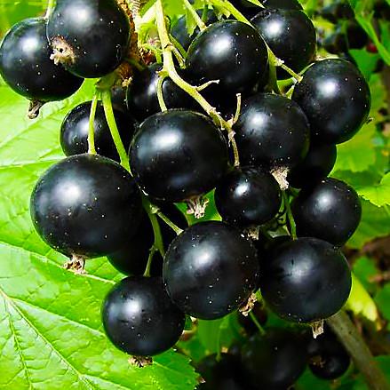 Саджанець чорної смородини Краса Львова середньо-пізня (644544653)