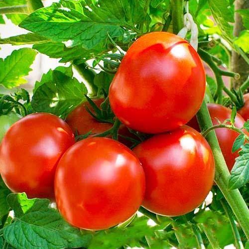 Насіння Томат Florium Саргас F1 (15852)