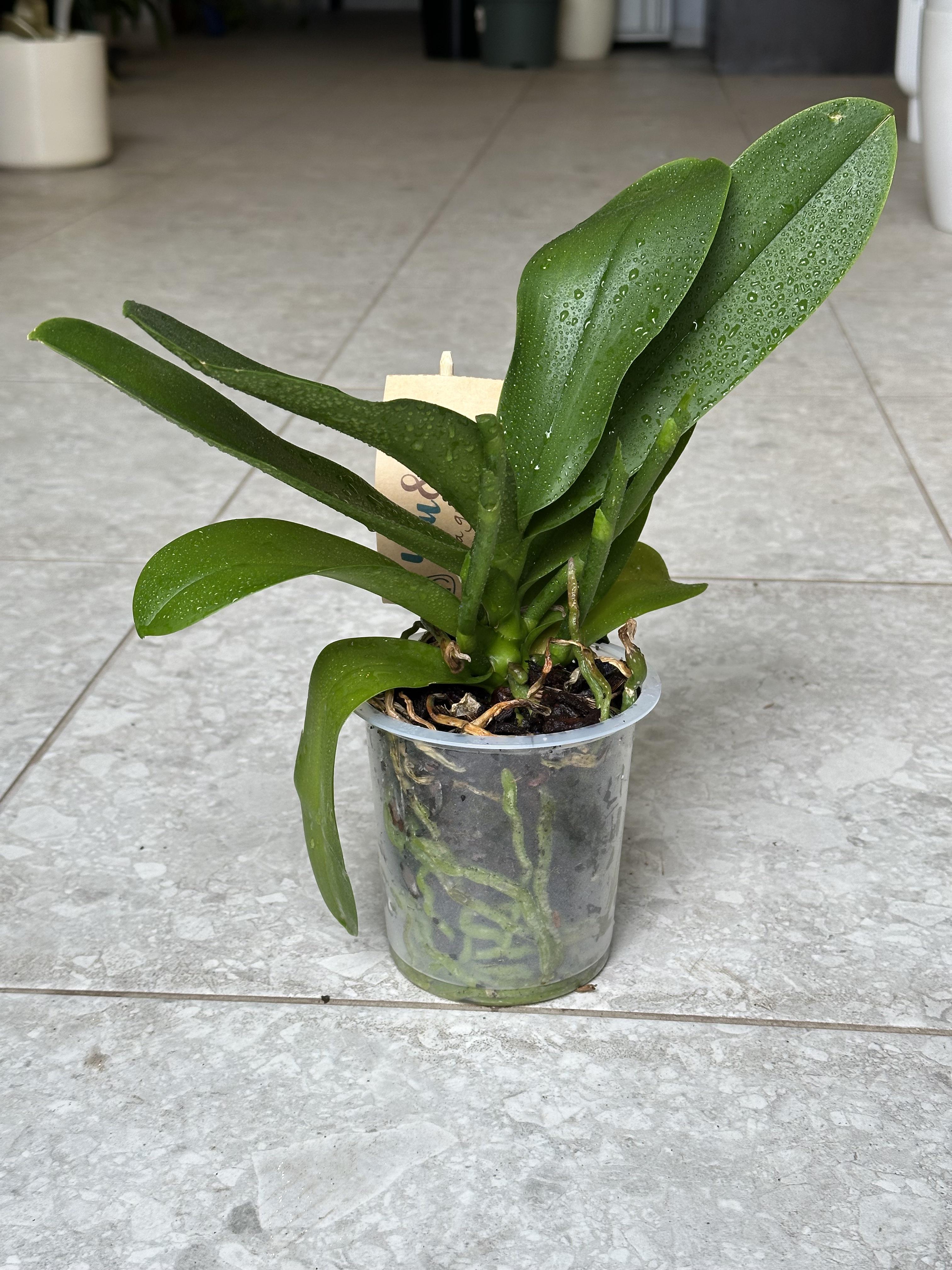 Орхідея Фаленопсис без квітів