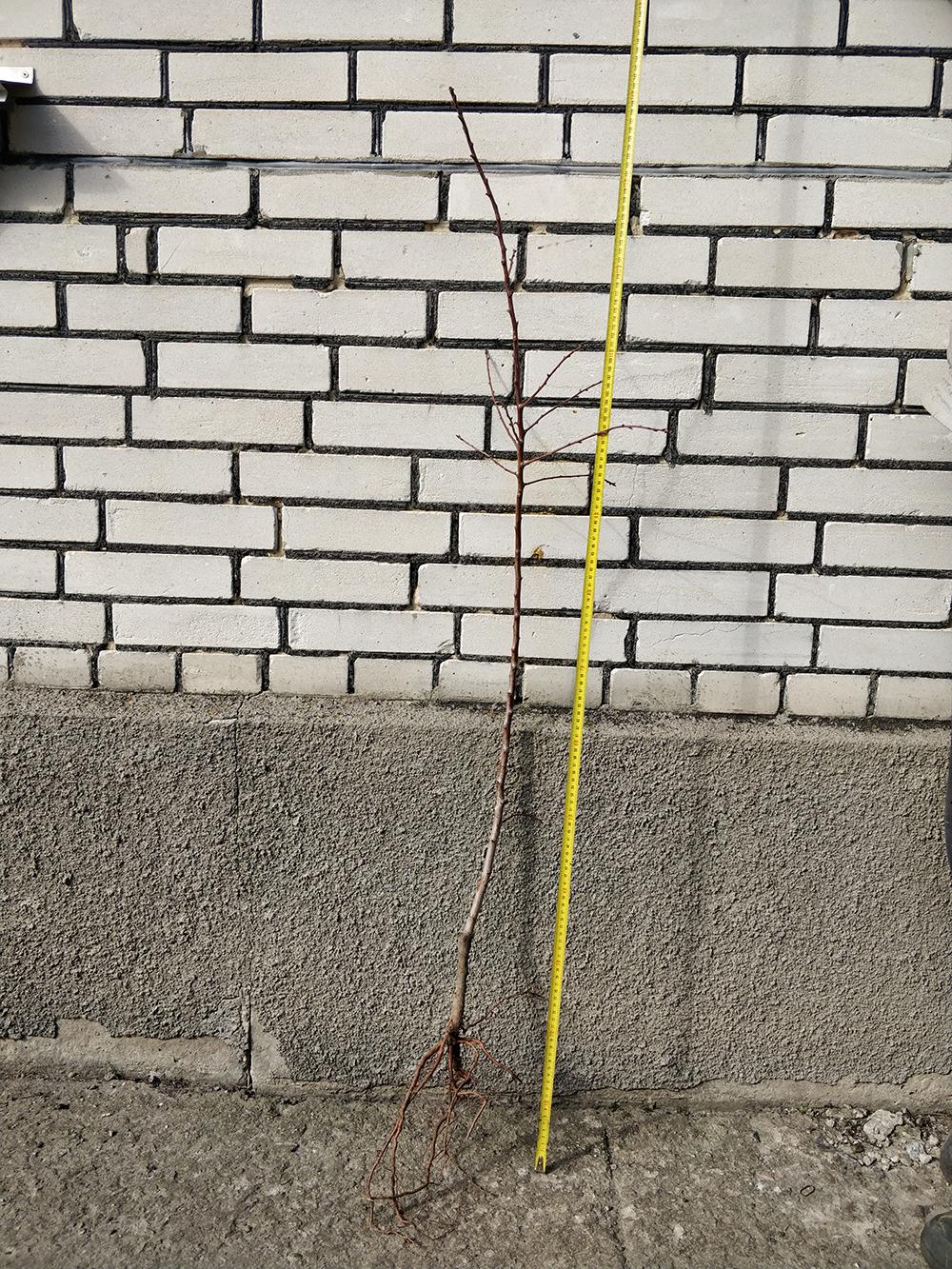 Миндаль сорт Бумажный 1-летний (14896111) - фото 3