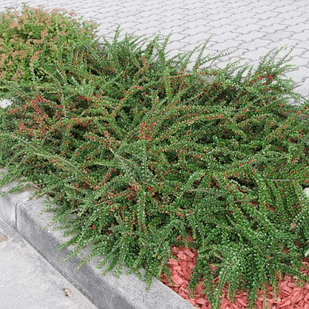 Саджанець Кизильника горизонтального Horizontalis Р9 (18296398)