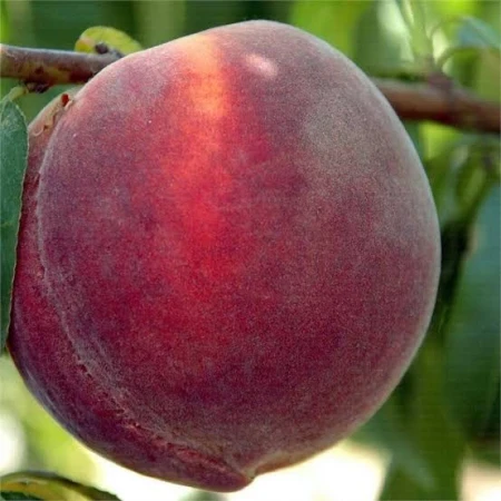 Саджанець персика Монтар (2833355809)