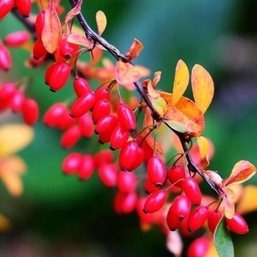 Сажанец Барбарис краснолистный Атропурпуреа перекрестное опыление (23354)