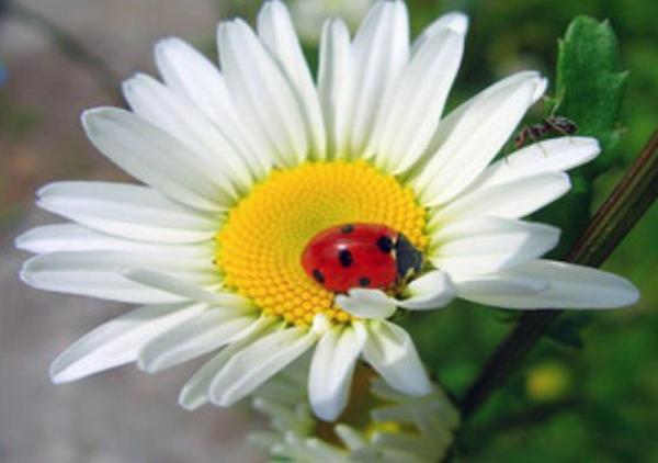 Картина по номерам Josef Otten Цветы Ромашка 40х50 см в термопакете (8188RSB_O-mt)