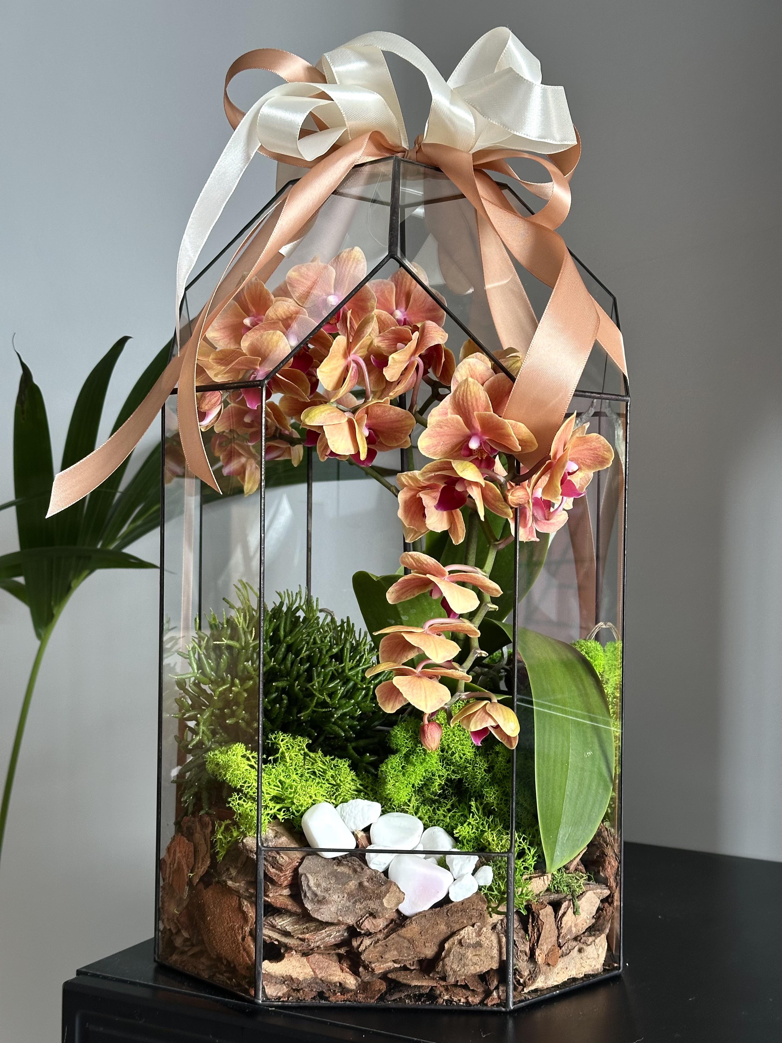 Флораріум Plants room з орхідеєю Мультифлора h 40 см (24994992)