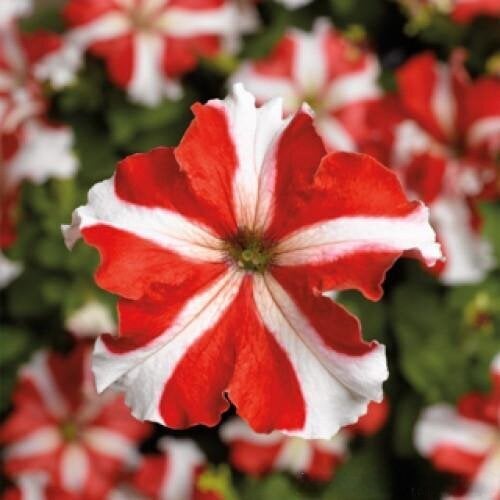 Семена цветов Петуния крупноцветковая Tritunia F1 Red Star Syngenta 1000 шт. (BN07479)