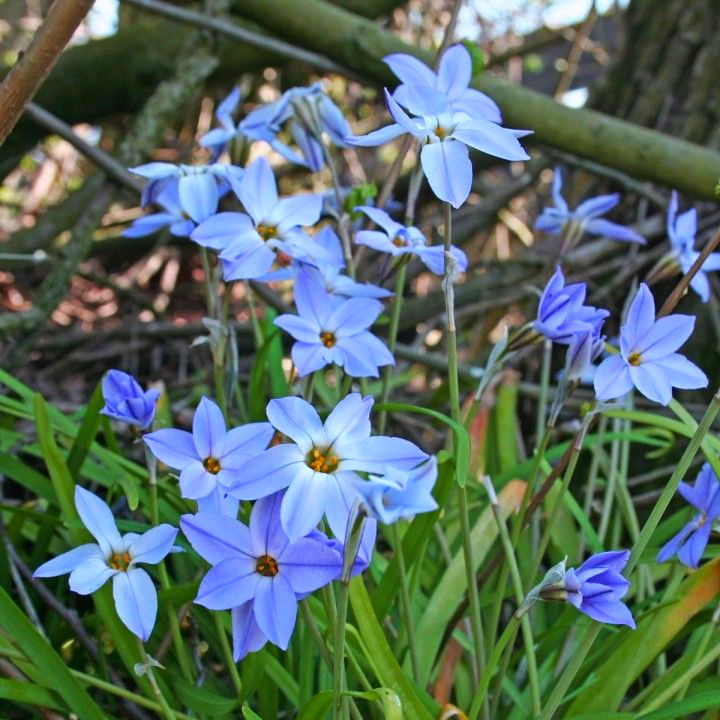 Іфейон Wisley Blue 5 шт. (38281859)