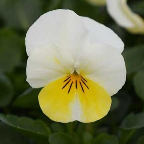 Семена цветов Виола рогатая Syngenta Penny Primrose Bicolor 1000 шт. (BN03709)