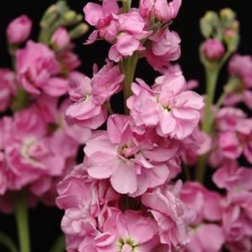 Семена цветов Левкой Матиола KATZ Pink PanAmerican 250 шт. (BN01534-2)
