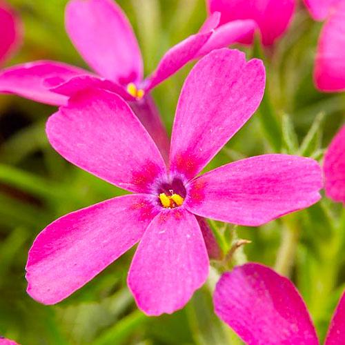 Флокс Florium Ochsenblut (18499) - фото 2