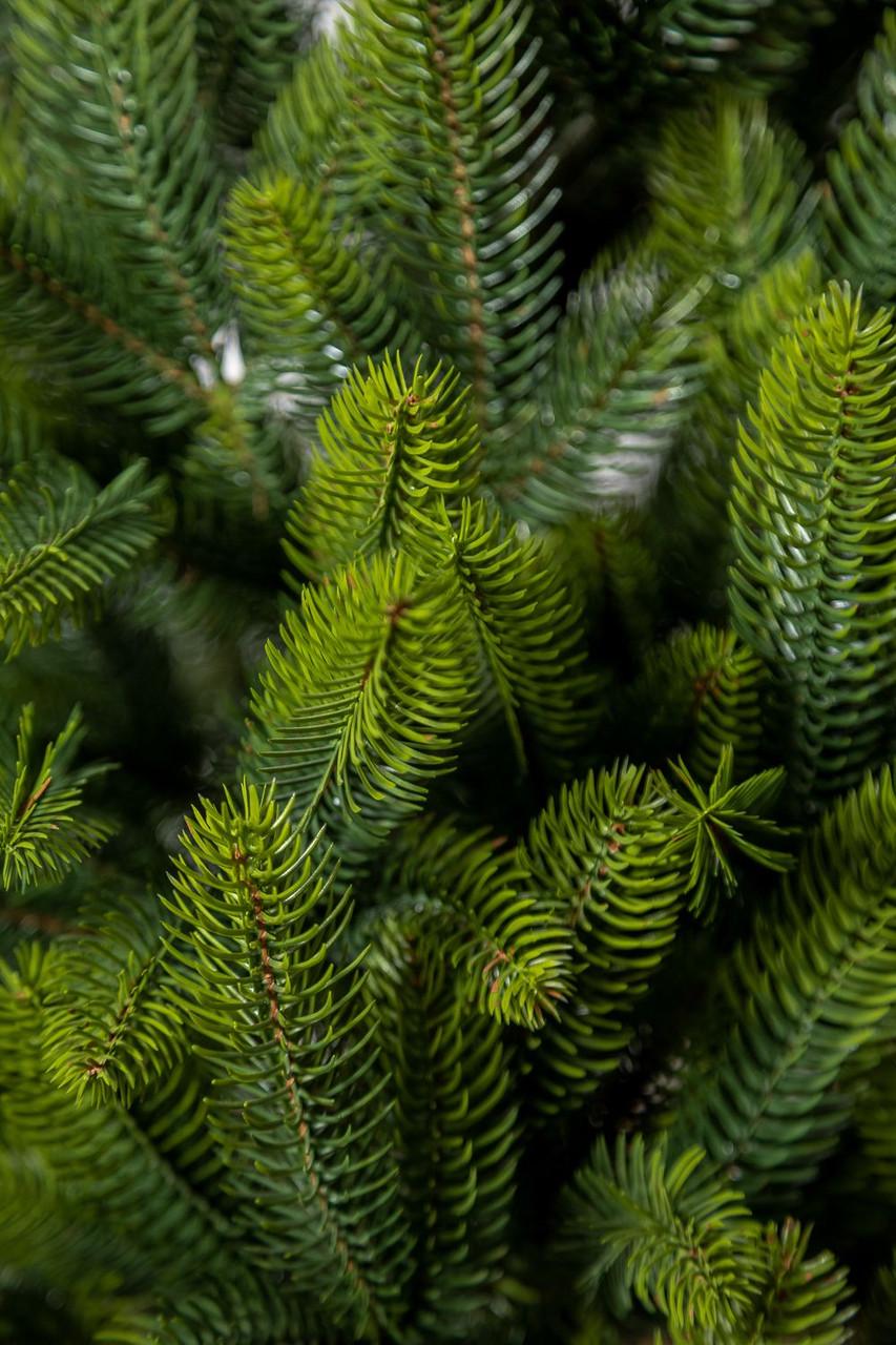 Елка литая SG Лапландская в горшке весенняя 1,10 м - фото 6