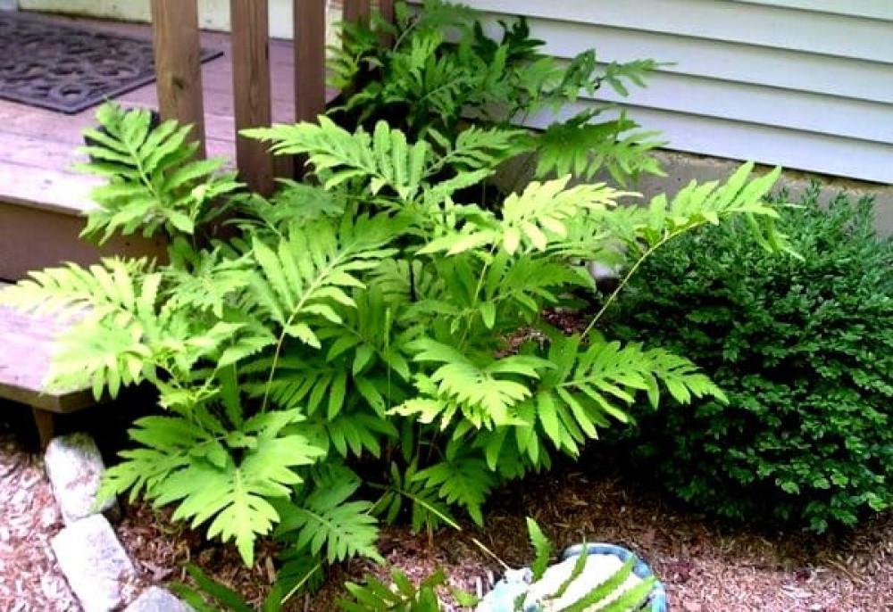 Папоротник Оноклея чувствительна (RO20016) - фото 2 Папоротник Оноклея чувствительна (RO20016) - фото 2