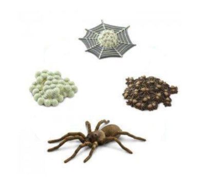 Фигурка игровая Safari Ltd Жизненный цикл паука (100406)