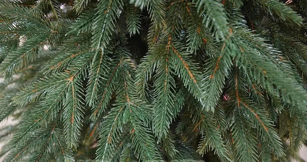 Искусственная елка литая Ель 1,8 м (12901693) - фото 5 Искусственная елка литая Ель 1,8 м (12901693) - фото 5