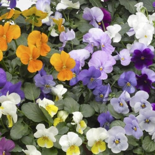 Семена цветов Виола рогатая Syngenta Penny Lane Mix 1000 шт. (BN03753)