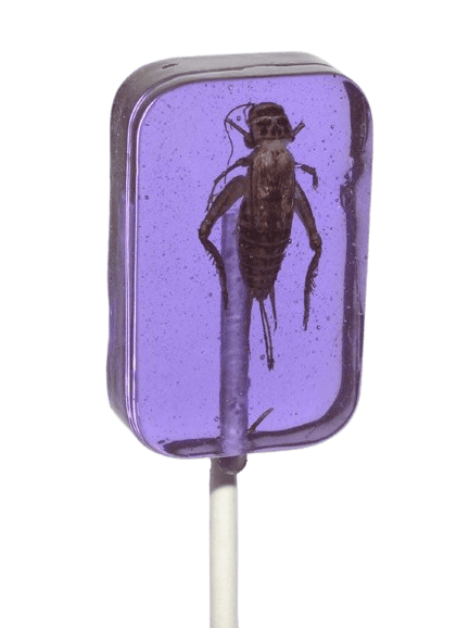 Льодяник із комахою Hotlix Assorted Cricket Sucker 28 г (2793333178)
