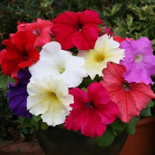 Семена цветов Floranova Петуния крупноцветковая Prism Formula Mix 250 шт. (BN07800-2)