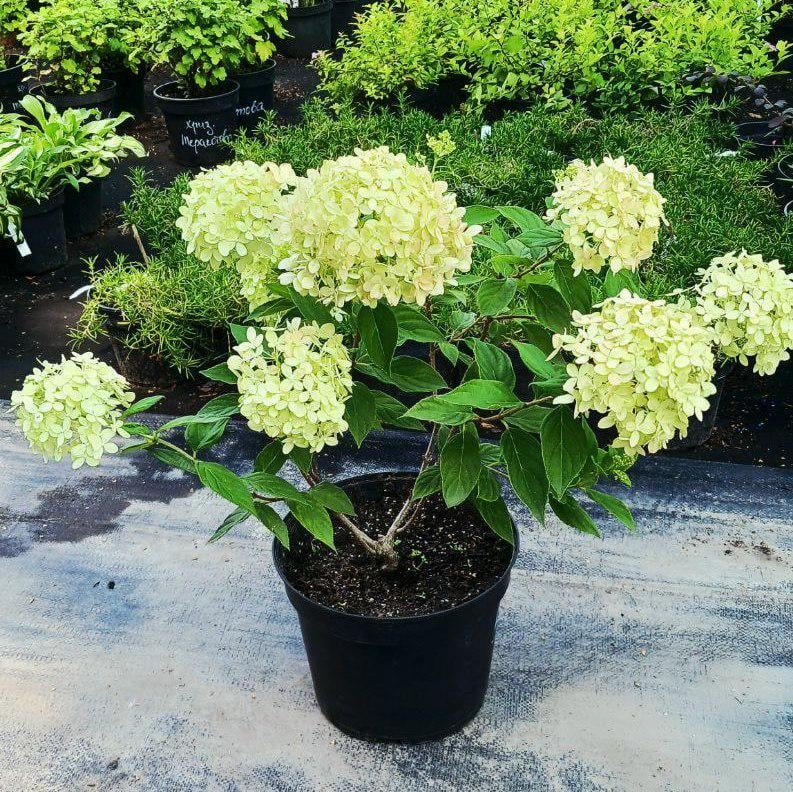 Гортензія волотиста Little Lime