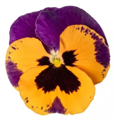Семена цветов Виола Fino F1 Clear Orange Purple Wing Syngenta 100 шт. (BN13560-3)