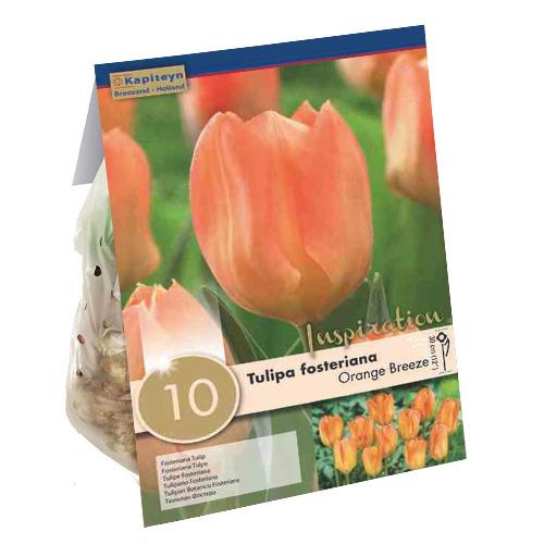 Тюльпан Florium Orange Breeze брендовые луковицы Kapiteyn (18271)