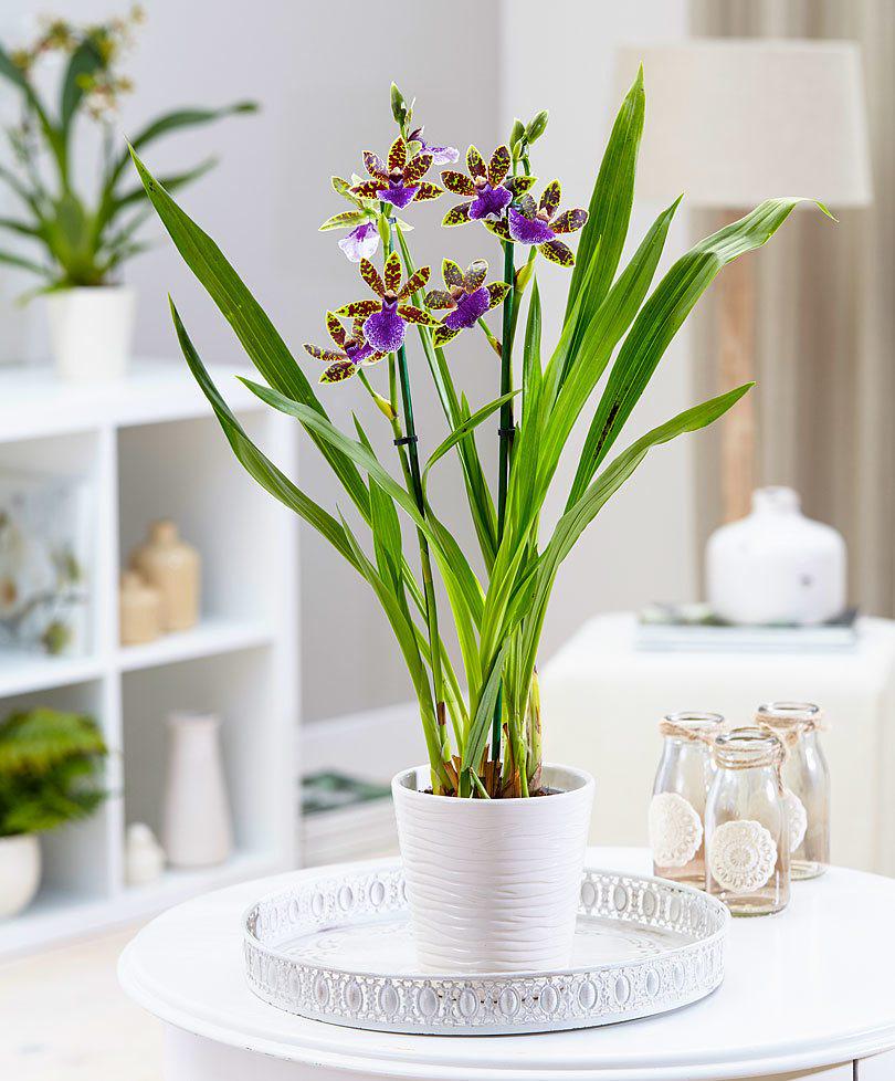 Орхидея Florium Zygopetalum Creme Blue (15716)