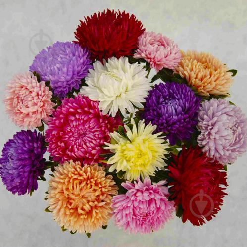 Насіння Астра Леді Корал суміш Професійне насіння ТД Гекса-Україна 02-01-008 20 шт. (IR003001)