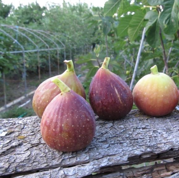 Саженец инжира Randino ремонтантный самоплодный (610711021) - фото 2 Саженец инжира Randino ремонтантный самоплодный (610711021) - фото 2