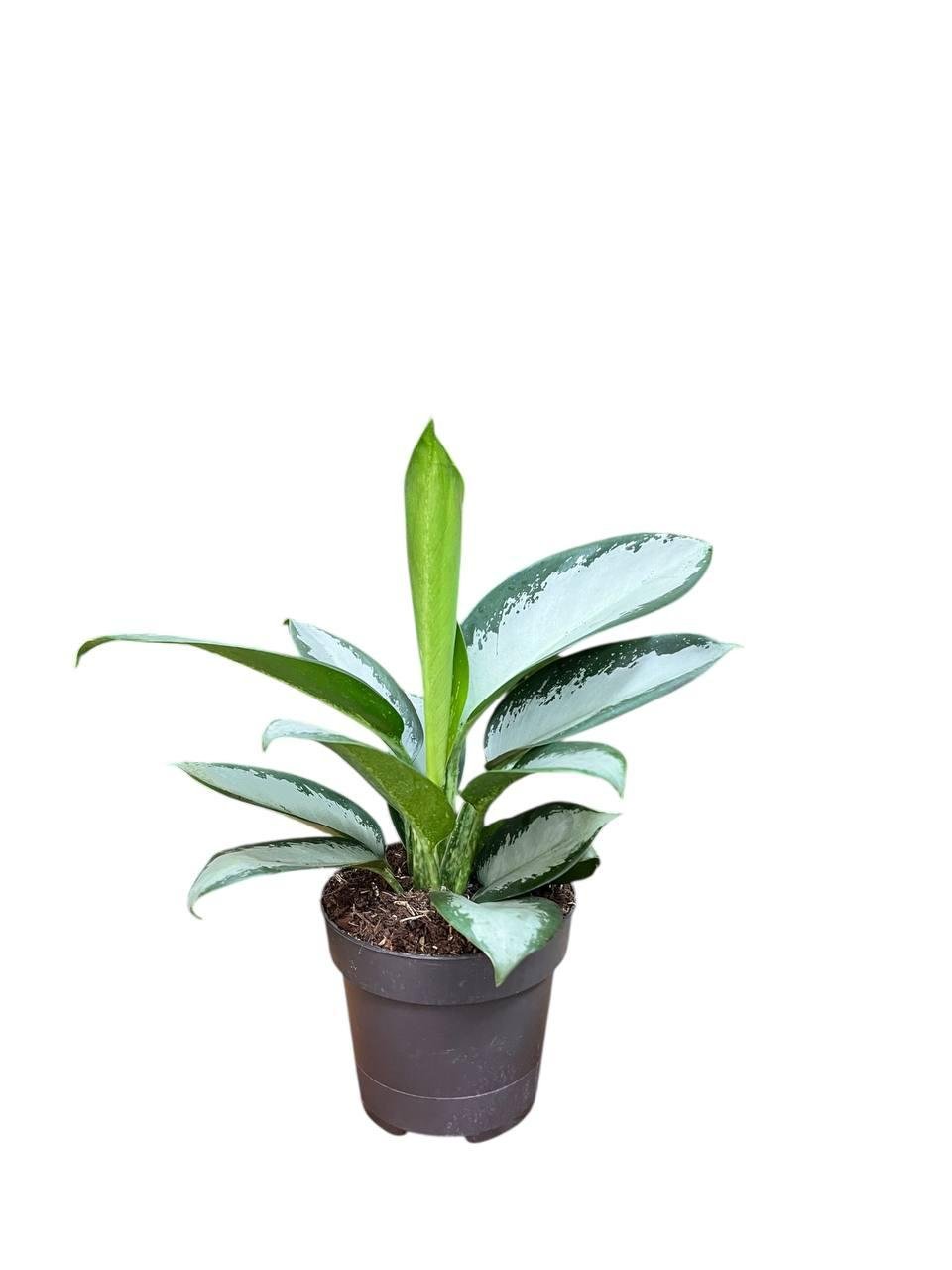 Аглаонема Сильвер Блу 12/30 см (2679631522) Аглаонема Сильвер Блу 12/30 см (2679631522)