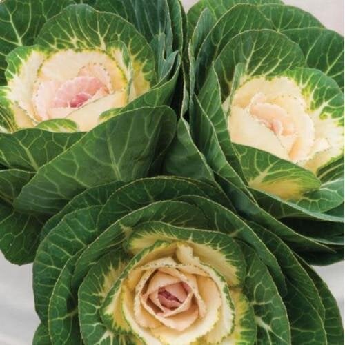 Семена цветов Капуста декоративная Crane F1 Early White Takii seed 10 шт. (BN12491-4)