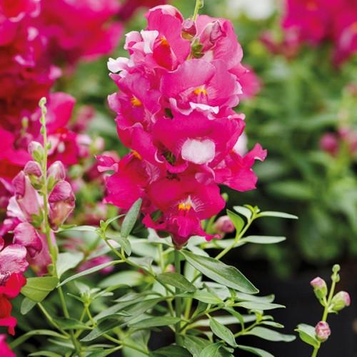 Семена цветов Hem Genetics Львиный зев Snappy lavender 100 шт. (BN09139-3)
