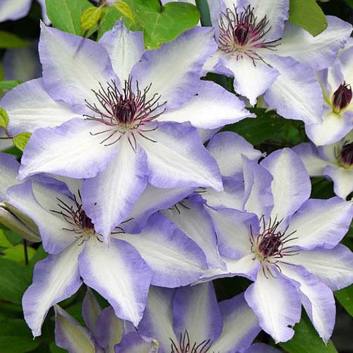 Клематис Ivan Olsson Florium - фото 2