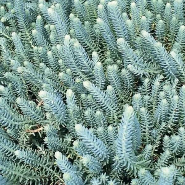 Очиток скальный Silver Р9 (2-61)