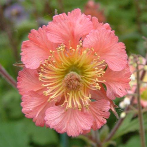 Гравилат Bell Bank Florium (10538)