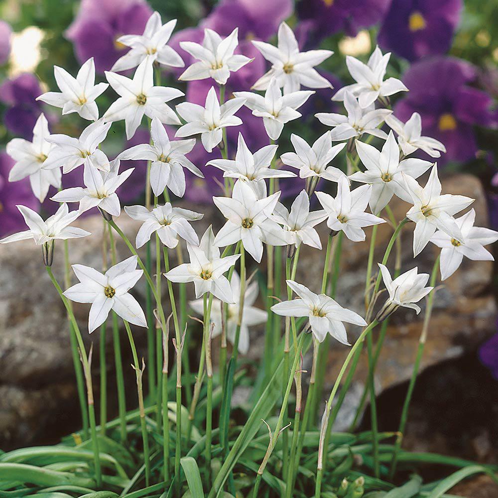 Іфейон White Star 5 шт. (38276761)
