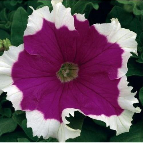Семена цветов Syngenta Петуния крупноцветковая Frost Velvet 50 шт. (BN01791-3)