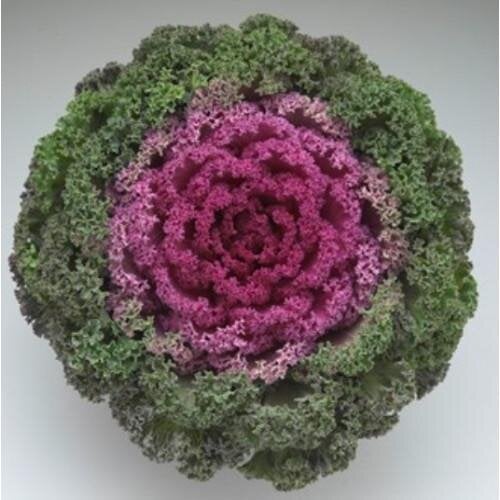 Семена цветов Капуста декоративная Kamome F1 Bright Red Takii seed 100 шт. (BN11660-3)