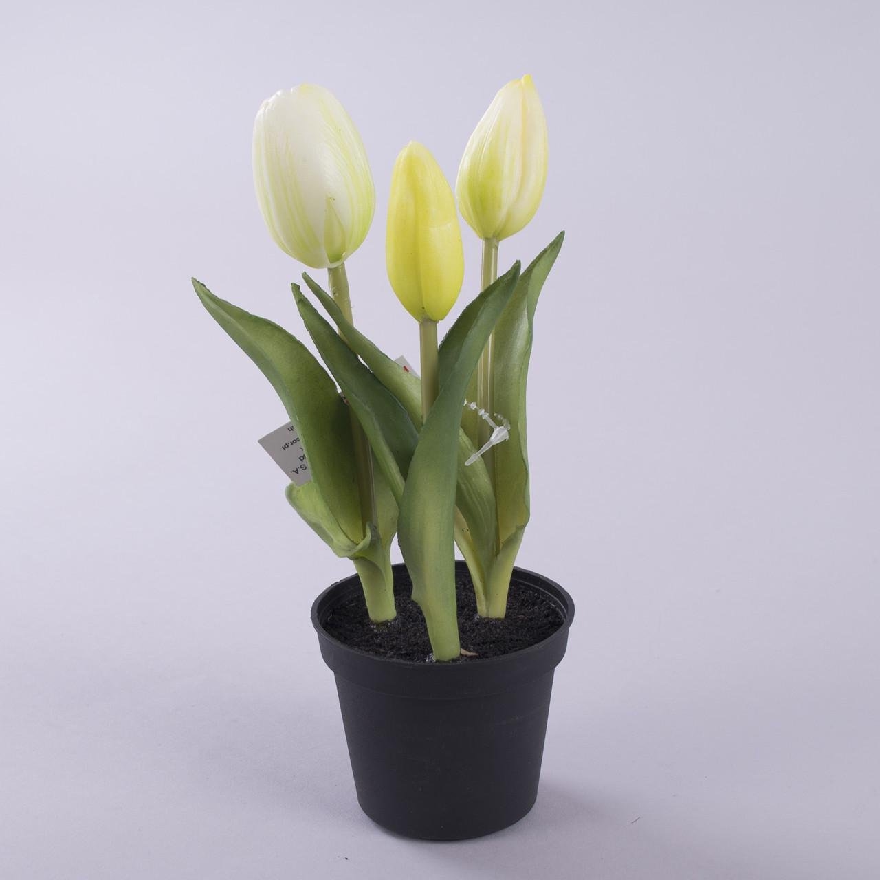 Тюльпан латексный в горшке белый