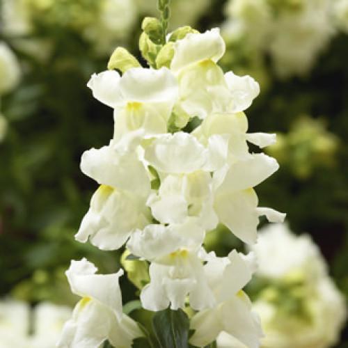 Семена цветов Syngenta Львиный зев Snaptini White 250 шт. (BN08393-2)