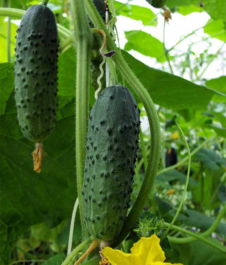 Семена Огурец GL Seeds Хрустящий завтрак F1 0,5 г (597) Семена Огурец GL Seeds Хрустящий завтрак F1 0,5 г (597)
