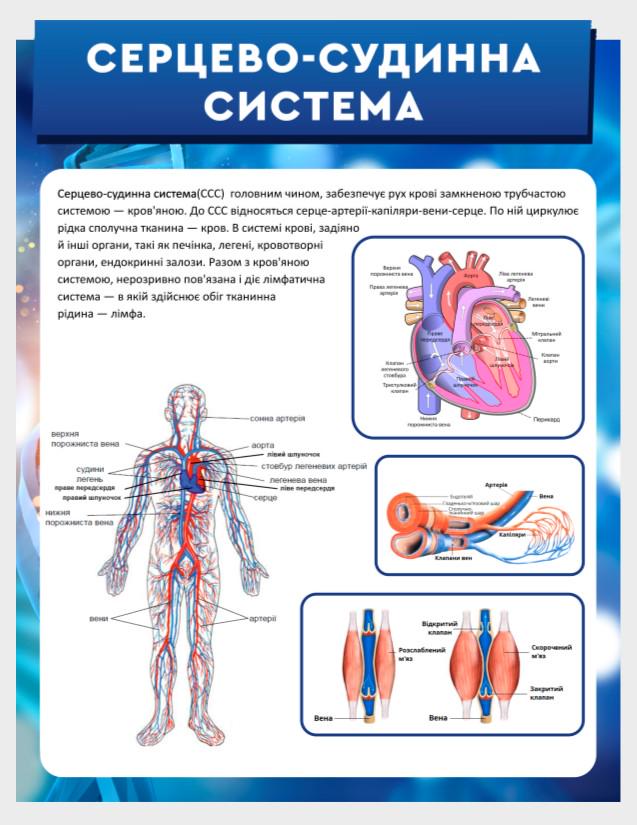 Стенд для учебных заведений "Серцево-судинна система" 410х530 мм (КВ0010)