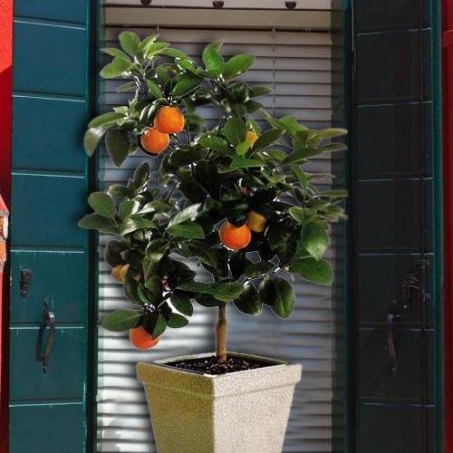 Сажанец Апельсин Аджарский (24022)