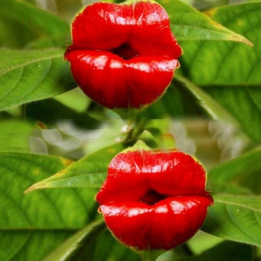 Насіння психотрію високе Psychotria elata квітка-губи 10 шт. - фото 5 Насіння психотрію високе Psychotria elata квітка-губи 10 шт. - фото 5