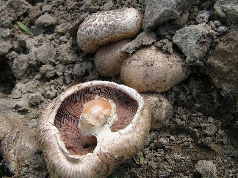 Міцелій Печериці королівської сухий зерновий - фото 2