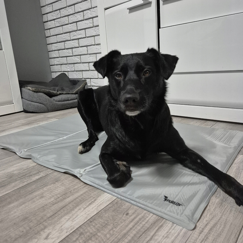 Коврик для собак и кошек охлаждающий Purlov XXL 110x70 см - фото 8